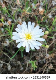 Cliff Aster At Salt Creek Park In Dana Point California In Autumn