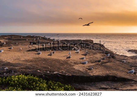 Cliff with flock of seagulls perched at dusk with orange sunset at São Paio Beach, Labruge PORTUGAL
