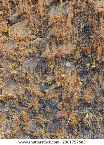 The cliff grass that has started to dry on the concrete walls of the road