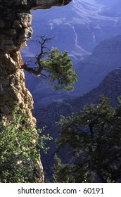 Cliff Hanger Tree Growing On Rock