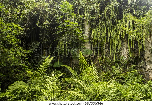 Cliff Hanging Plants Virgin Tropical Rain Stock Photo (Edit Now) 587335346