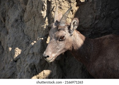 Cliff Side With An Adorable Baby Bighorn Sheep. 