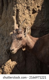 Cliff Side With A Baby Bighorn Sheep Looking Out.