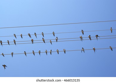 Cliff Swallow Birds On Telephone Wires. Blue Sky Background. Petrochelidon.