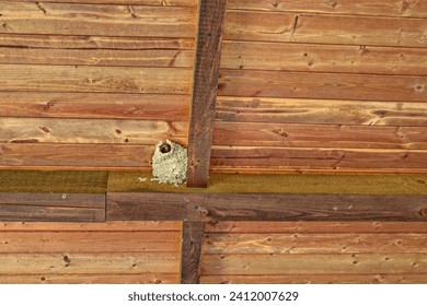 A cliff swallow made a mud nest between the rafters peeking out of the hole underneath the outdoor pavilion in summertime