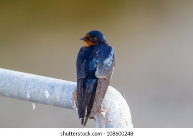 Cliff Swallow, Petrochelidon Pyrrhonota