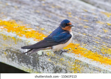 Cliff Swallow, Petrochelidon Pyrrhonota