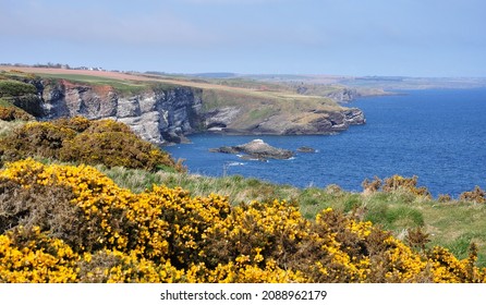 Cliffs Of Fowlsheugh Nature Reserve Teeming With Colonies Of Sea Birds And The North Sea. Scotland, The UK