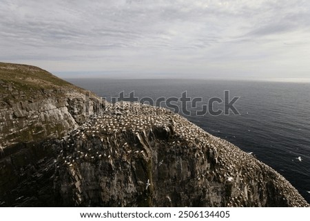 Cliffs at the Gannet Colony at Cape St. Mary's Ecological Reserve, Avalon, Newfoundland