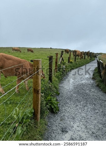 Cliffs of mohar | pathways | cows.