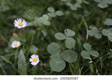 The Cliffs of Moher, Ireland - Jun 22nd 2022: A close-up shot of a delicate white daisy with yellow center, surrounded by vibrant green clover leaves and grass. - Powered by Shutterstock