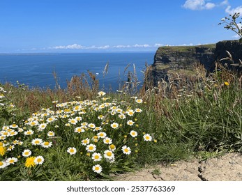 The Cliffs of Moher in spring