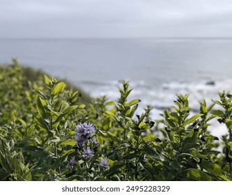 cliffside tatarian asters with a spectacular Pacific Ocean view - Powered by Shutterstock