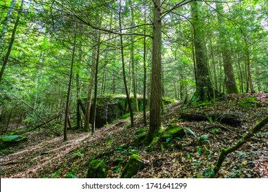 Clifty Wilderness In Daniel Boone National Forest