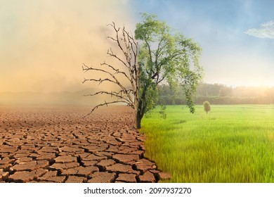 Climate change, Dead tree with air pollution and green grass with beautiful sunlight sky metaphor world nature disaster and global warming concept.	 - Shutterstock ID 2097937270