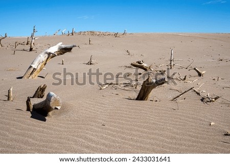 Climate change desertification dead trees protruding from a vast expanse of sand dunes under a clear blue sky
