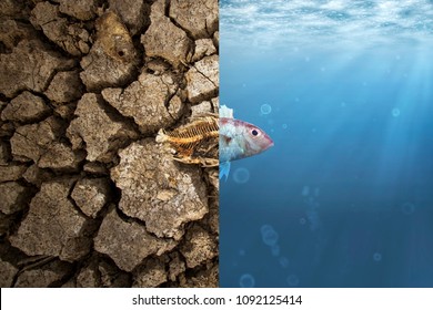 Climate Change And Global Warming Concept. Fish Bone On Cracked Earth And Fish In Ocean Metaphor Climate Change Impact To Aquatic Animals