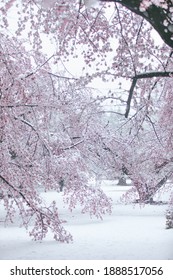 Climate Change In Japan, Tokyo. Sakura In Full Bloom Covered Is Snow, April 2020. Hikarigaoka Park.