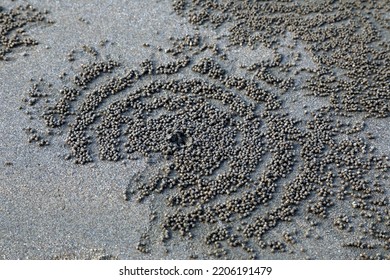 479 Grey ghost of the sea Images, Stock Photos & Vectors | Shutterstock