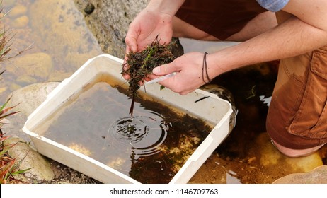 A Climate Change Scientist Inspecting A Water Sample During An Environmental Impact Analysis. 