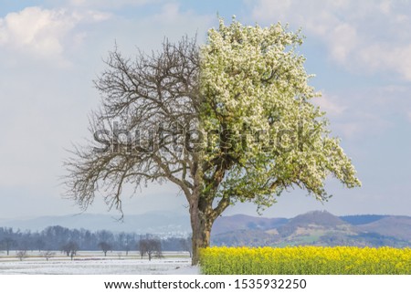 Climate change transition winter to spring summer time over year. Global warming weather with single big tree in nature. Cold snow has shift to warm heat. Icy branches have crossover to juicy leaves