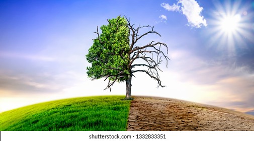 Climate Change Withered Tree And Dry Earth