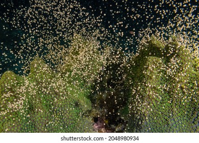 The Climax Of The Annual Release Of Coral Spawn Into The Water Column To Enable The Species To Reproduce. This Is The Moment When The Most Spawn Is Released