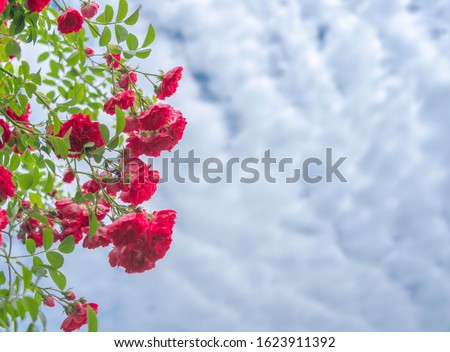 The climber in the garden -- red rose