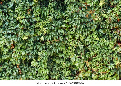 Climber Plant Background Creeper Plant Texture Stock Photo 1794999667 ...