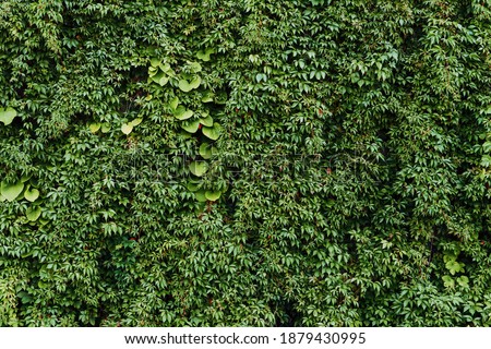 Climber plant background. Creeper plant texture. Gedge bush pattern. Green natural summer wall. Home outdoor decoration.