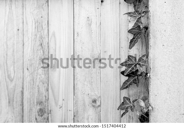 Climber plant on the right edge of the a wooden\
stripped wall in Black and white\

