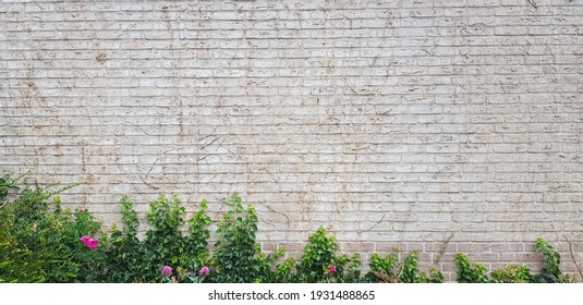 Climber plant on white  cement or brick wall background,ivy tree wall or fence.ivy is climbimg on a brick wall. - Powered by Shutterstock