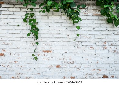 White Brick Wall Plants Hd Stock Images Shutterstock