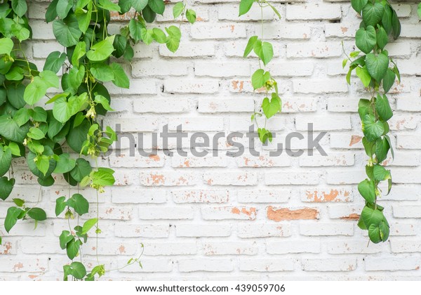 白いレンガ壁の背景によじ登り植物 緑の木の付いた古いレンガ壁 グランジーな白いレンガ壁 ダーティーなレンガ壁 の写真素材 今すぐ編集