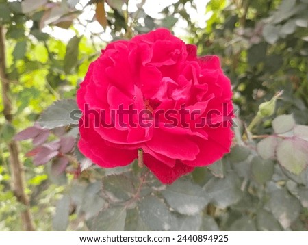 A climber with very healthy foliage, captivating by ist large-sized, doubled and shining red flowers. These have stable colour and are rain resistant. 

