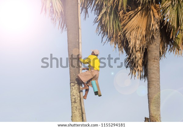 Climbers climbing high\
trees.