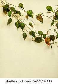Climbers on the white yellow-green wall are green leaf artwork that contrasts the harshness of concrete and brick. The intertwined vines create a graceful, natural pattern painting a mural