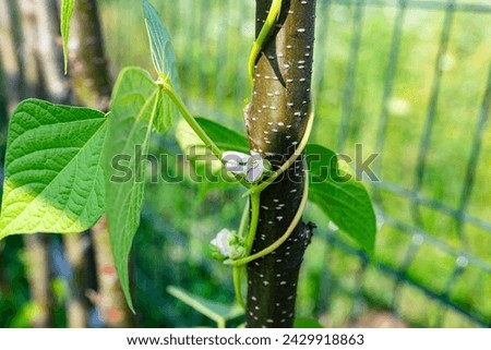 Climbing beans in the home garden wrapped around branches, early spring.