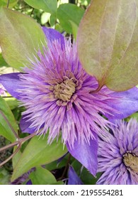 A Climbing Blooming Vine With Huge Double Terry Blue And Purple Flowers. Clematis Multi Blue . Nature Wallpaper