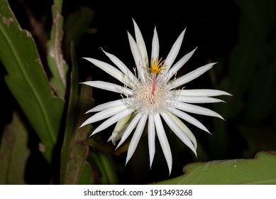  Climbing Cactus Flower At Night.