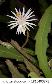  Climbing Cactus Flower At Night.