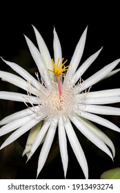  Climbing Cactus Flower At Night.