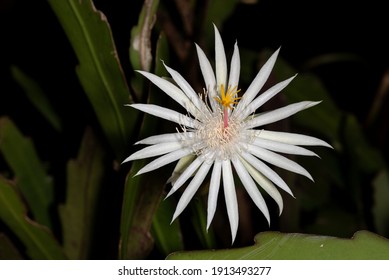  Climbing Cactus Flower At Night.