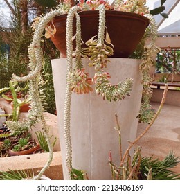 Climbing Cactus Hanging Down From The Flower Pot