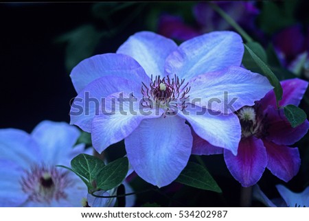 A climbing Clematis 'Ivan Olson'