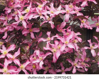 Climbing Clematis In My Garden