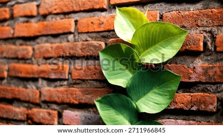 Climbing Dollar on Bricks Background Tanaman Hias