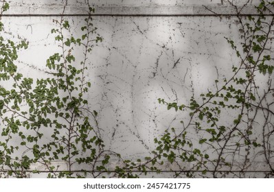 Climbing fig or Creeping fig (Ficus Pumila) the ivy plants are creeping up on whitewashed cement surface background. Green leaf texture and root branch growing on a white concrete wall background, - Powered by Shutterstock