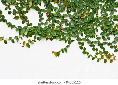 Climbing fig, Creeping fig, Creeping rubber plant - Powered by Shutterstock