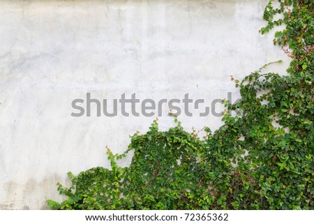 Climbing fig on wall